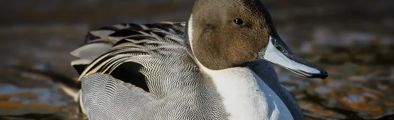 A northern pintail duck with brown head, white neck, and gray body floats on water.