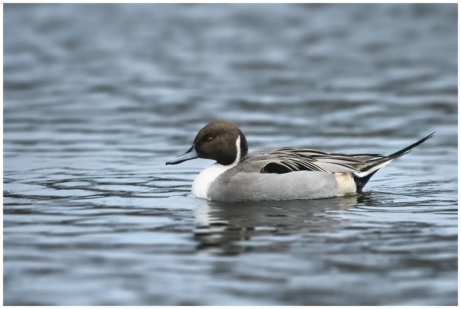Northern pintail
