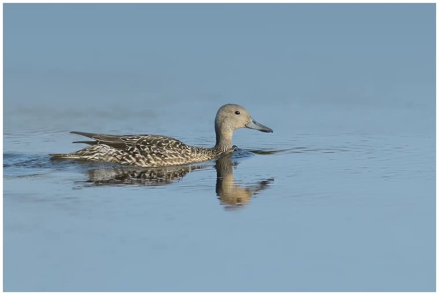 Northern pintail
