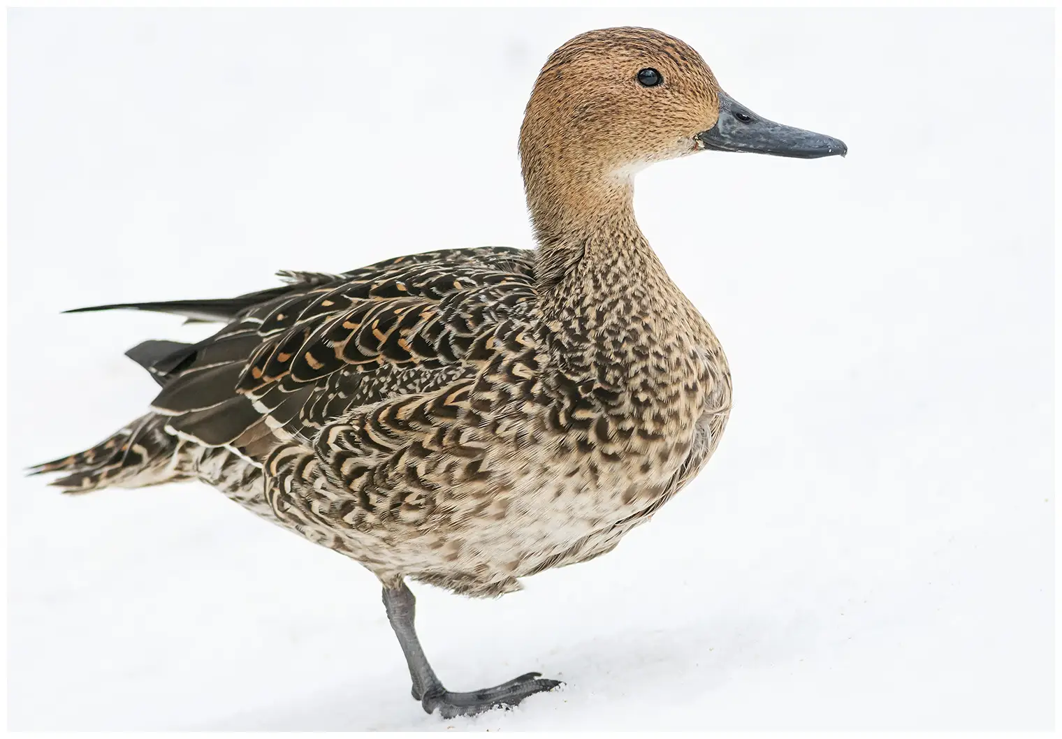 Northern pintail