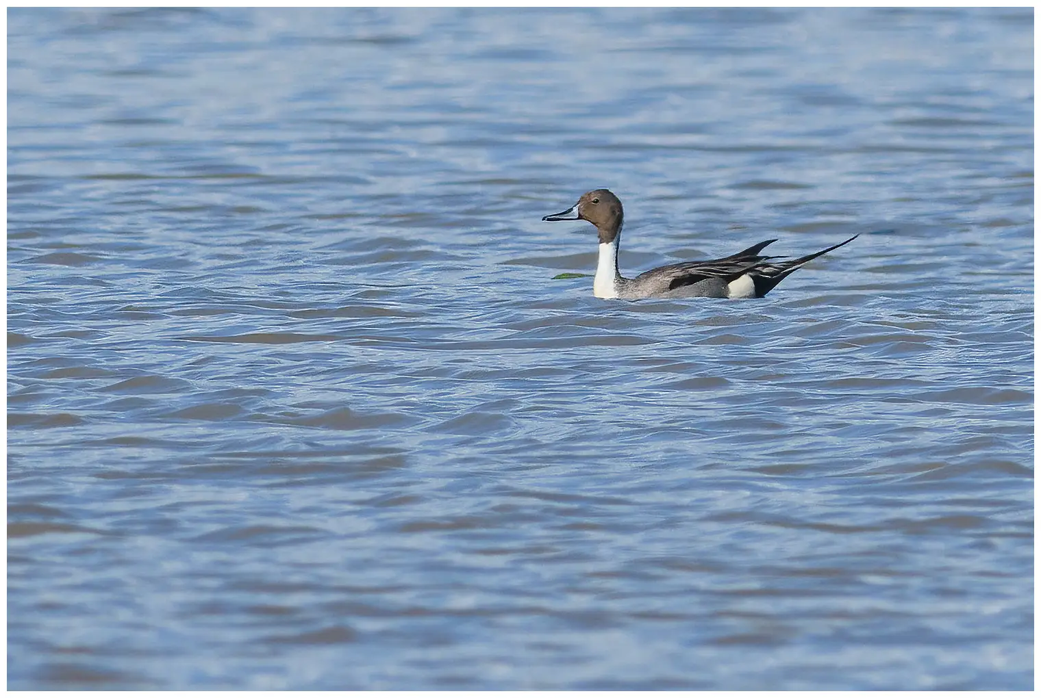 Northern pintail