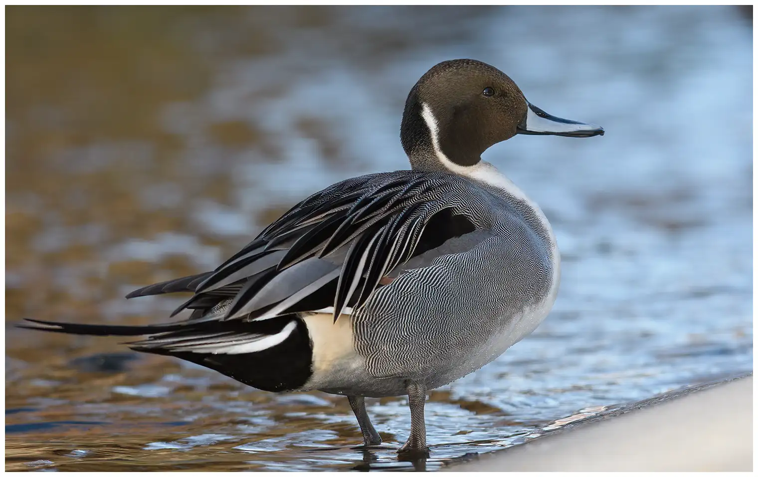 Northern pintail