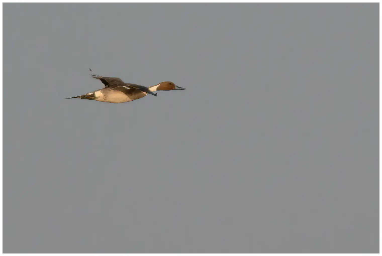 Northern pintail