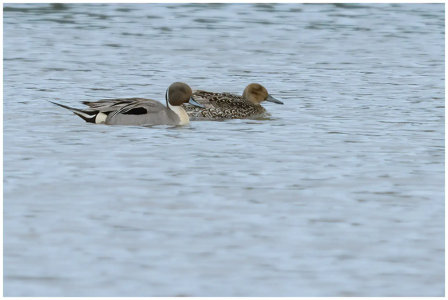 Northern pintail