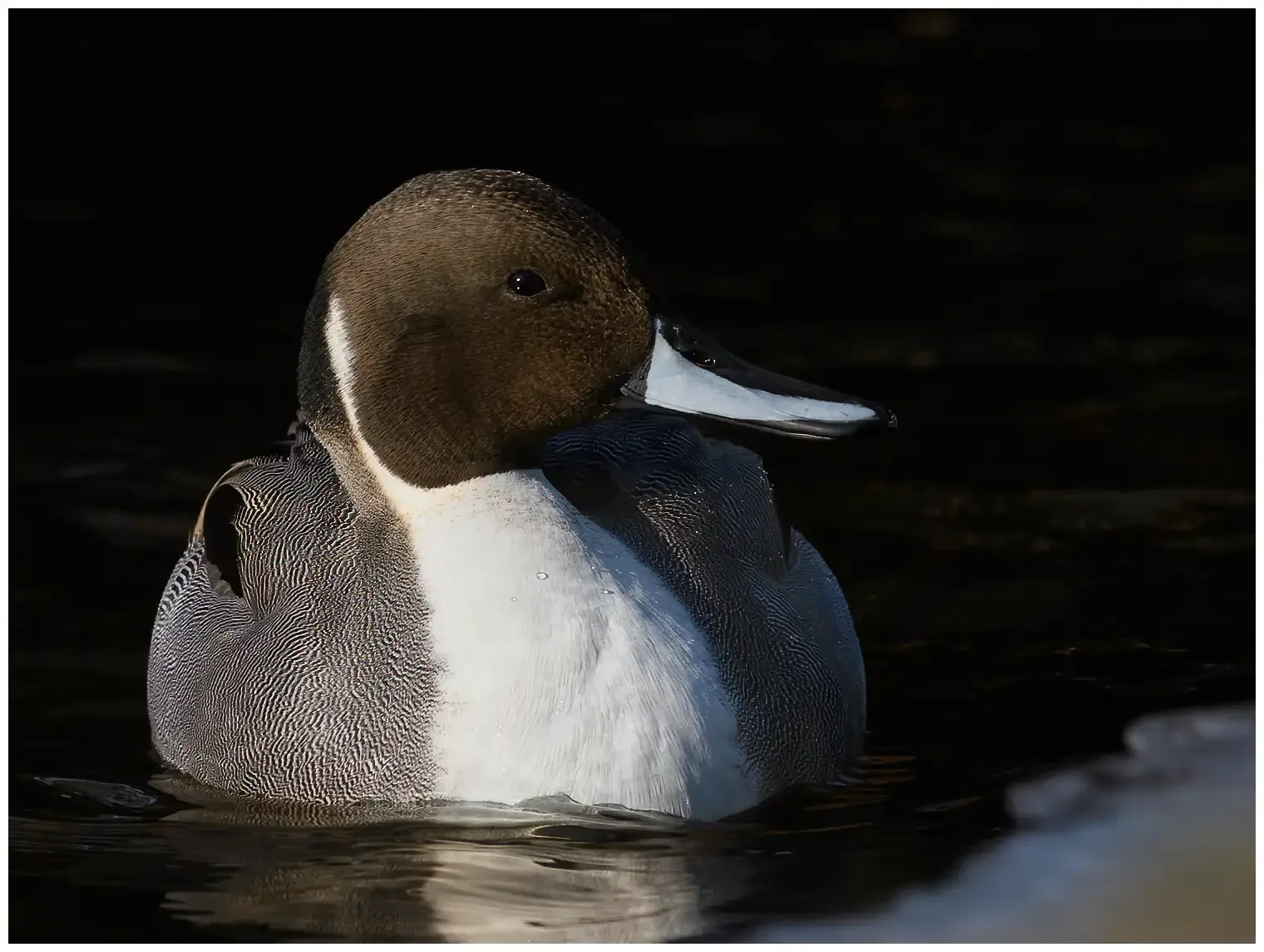 Northern pintail