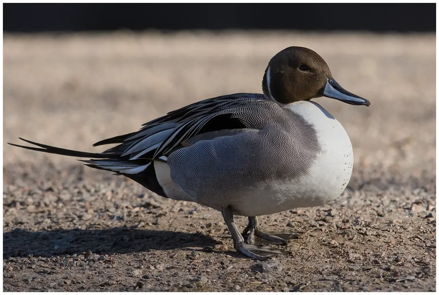 Northern pintail