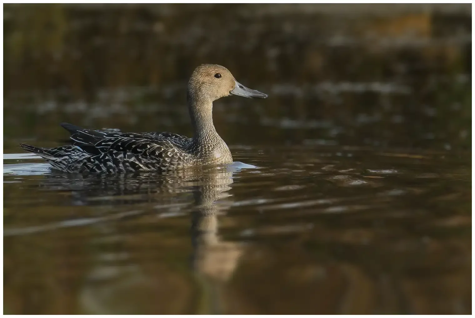 Northern pintail