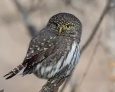 Northern pygmy owl