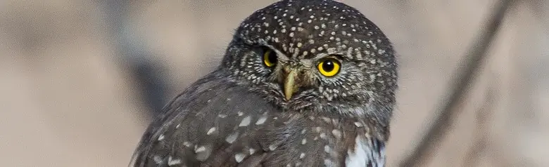 Northern pygmy owl