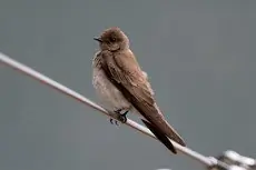 Northern rough-winged swallow