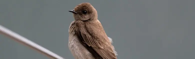 Northern rough-winged swallow