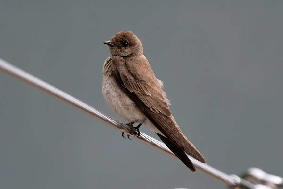 Northern rough-winged swallow