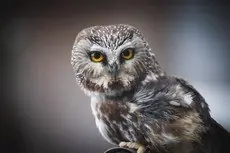 Northern saw-whet owl