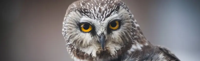 Northern saw-whet owl