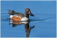 Northern shoveler