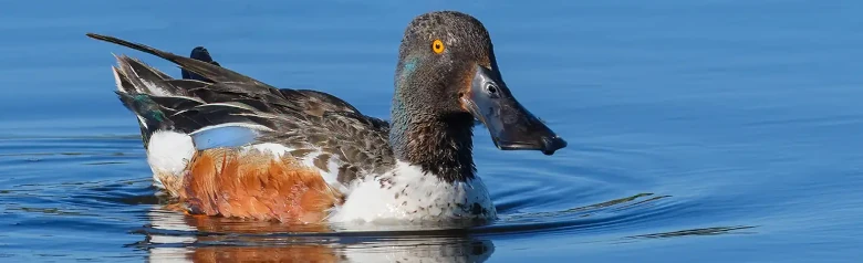 Northern shoveler. The duck is lying on the water and the very wide beak is very conspicuous. Brown flank.