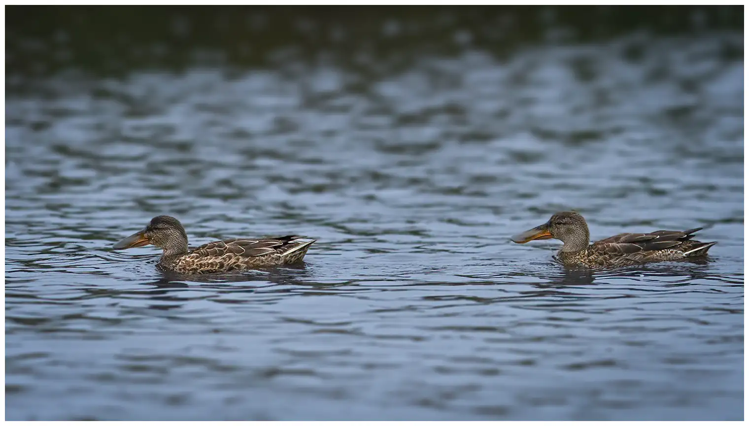 Northern shoveler