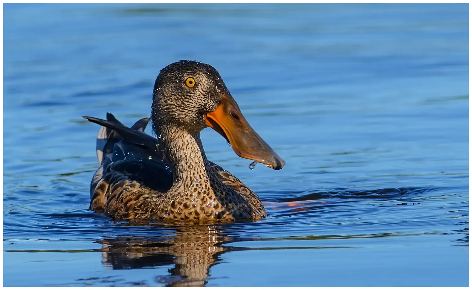 Northern shoveler