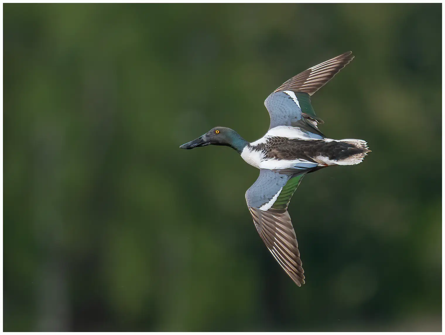 Northern shoveler