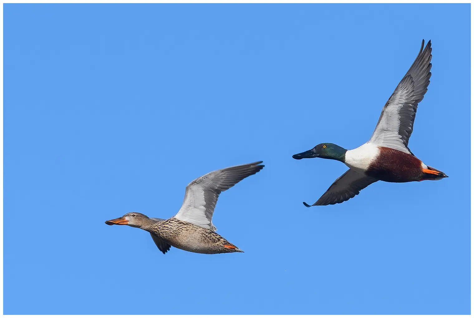 Northern shoveler