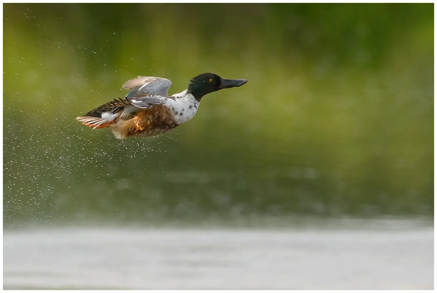 Northern shoveler