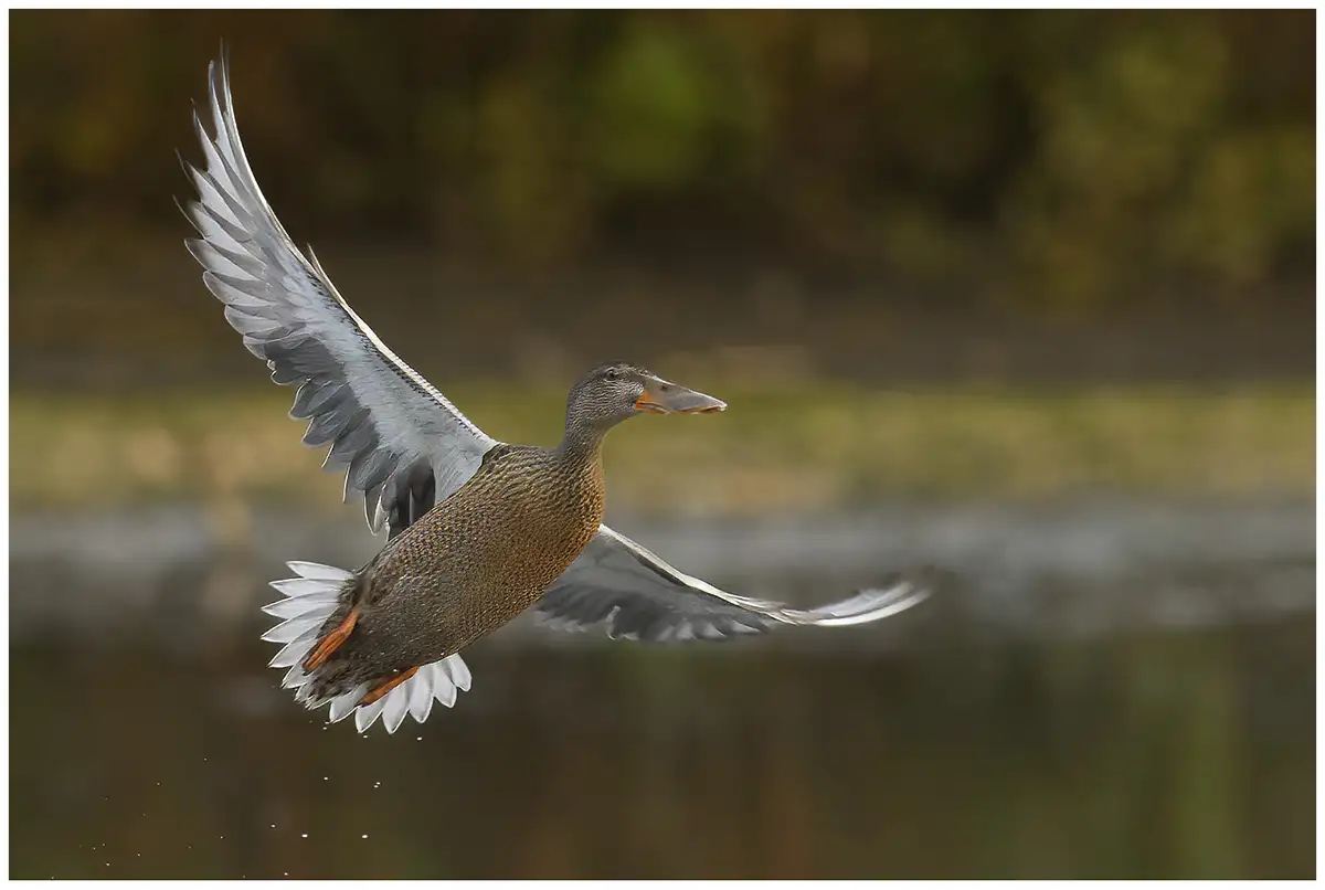 Northern shoveler