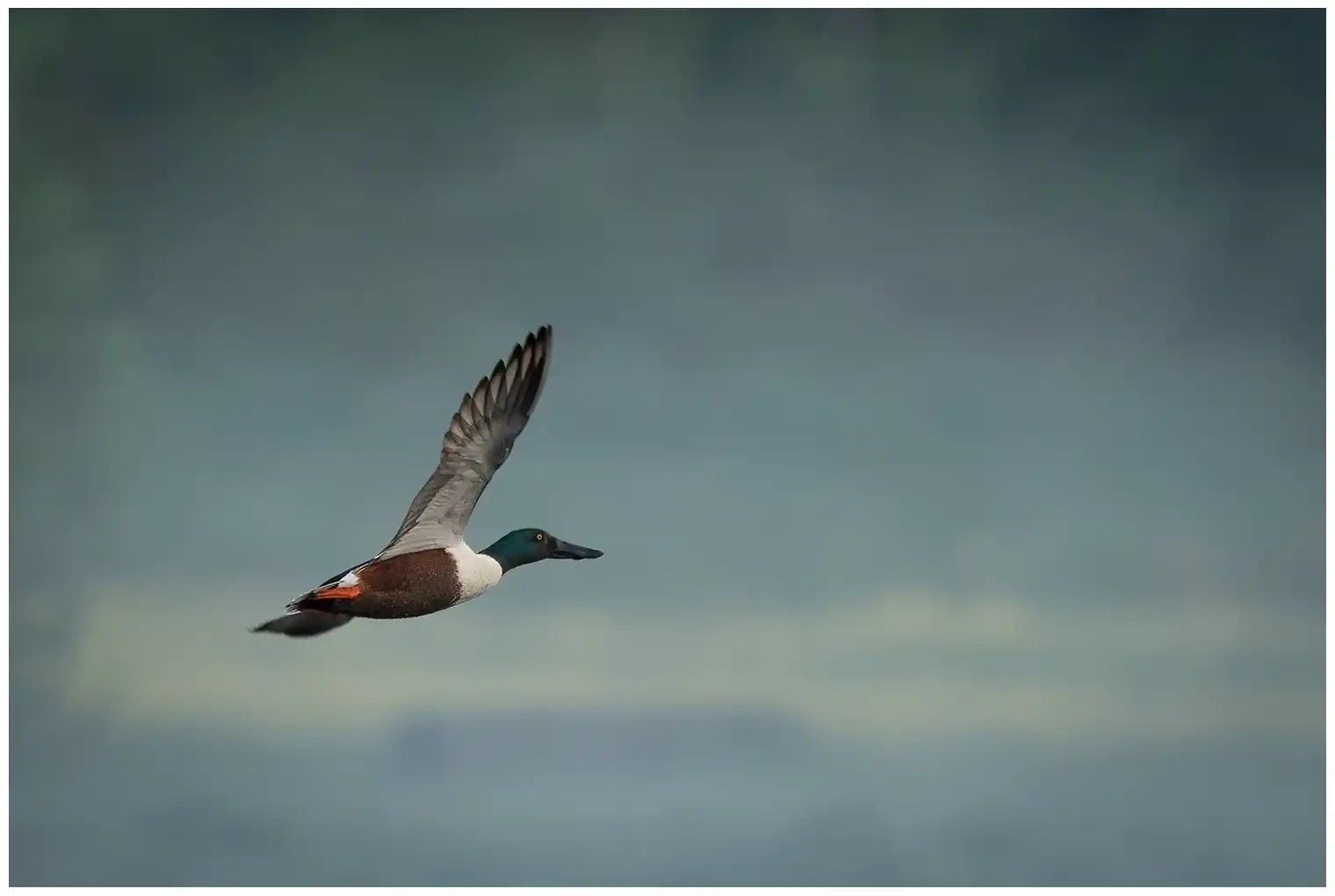 Northern shoveler