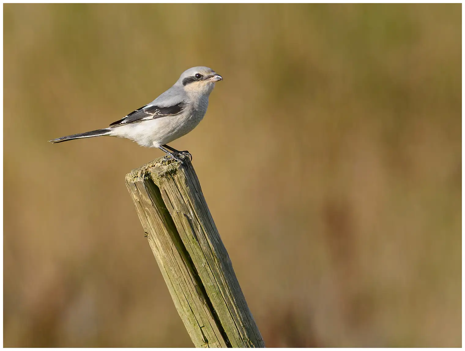 Great Gray Shrike