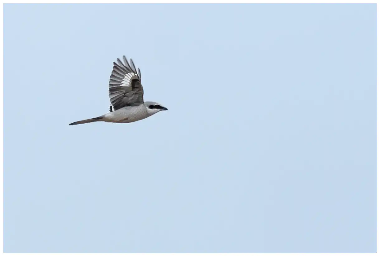 Great Gray Shrike