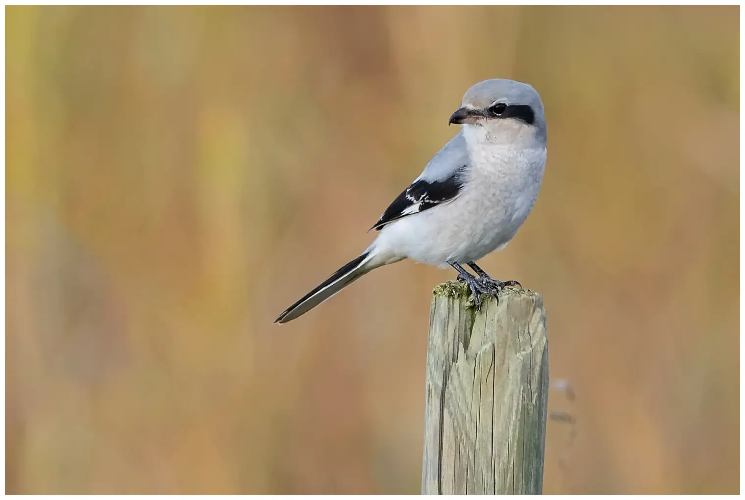 Great Gray Shrike