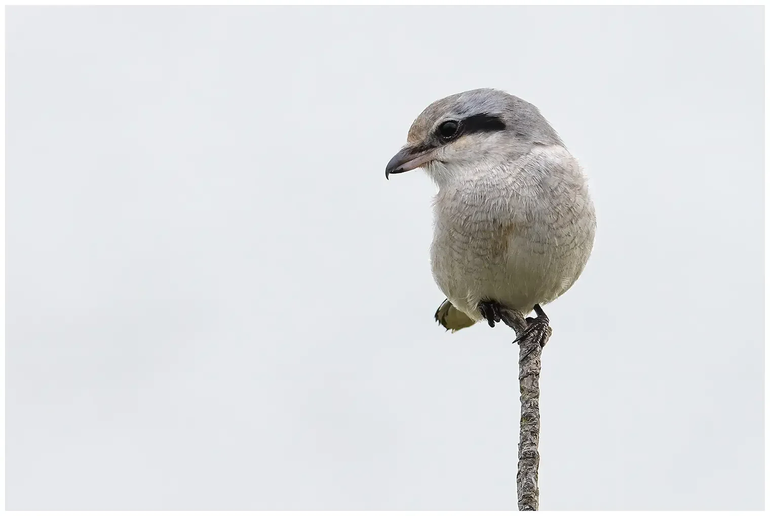 Great Gray Shrike