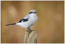 Great Gray Shrike