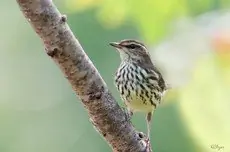 Northern waterthrush