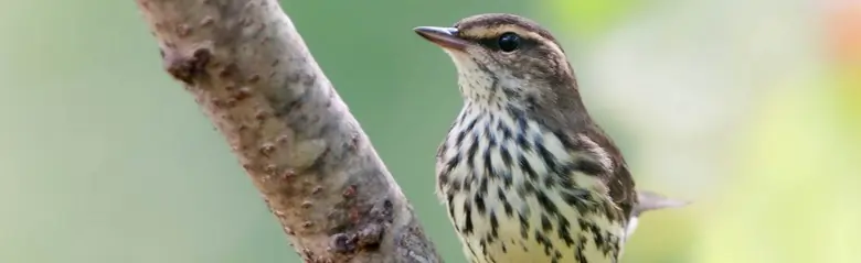 Northern waterthrush