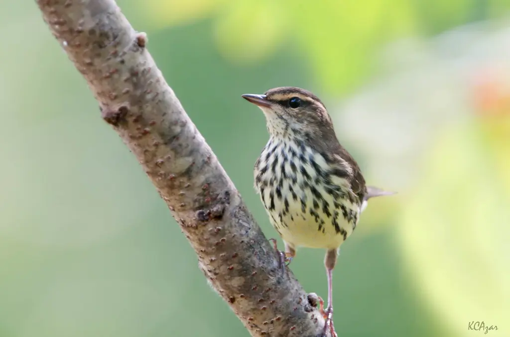 Northern waterthrush