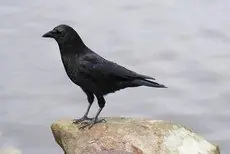 Northwestern crow