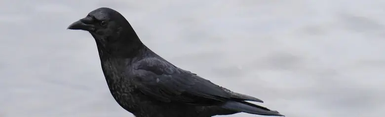 Northwestern crow