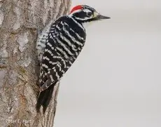 Nuttall's woodpecker
