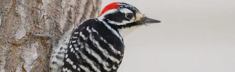 Nuttall's woodpecker