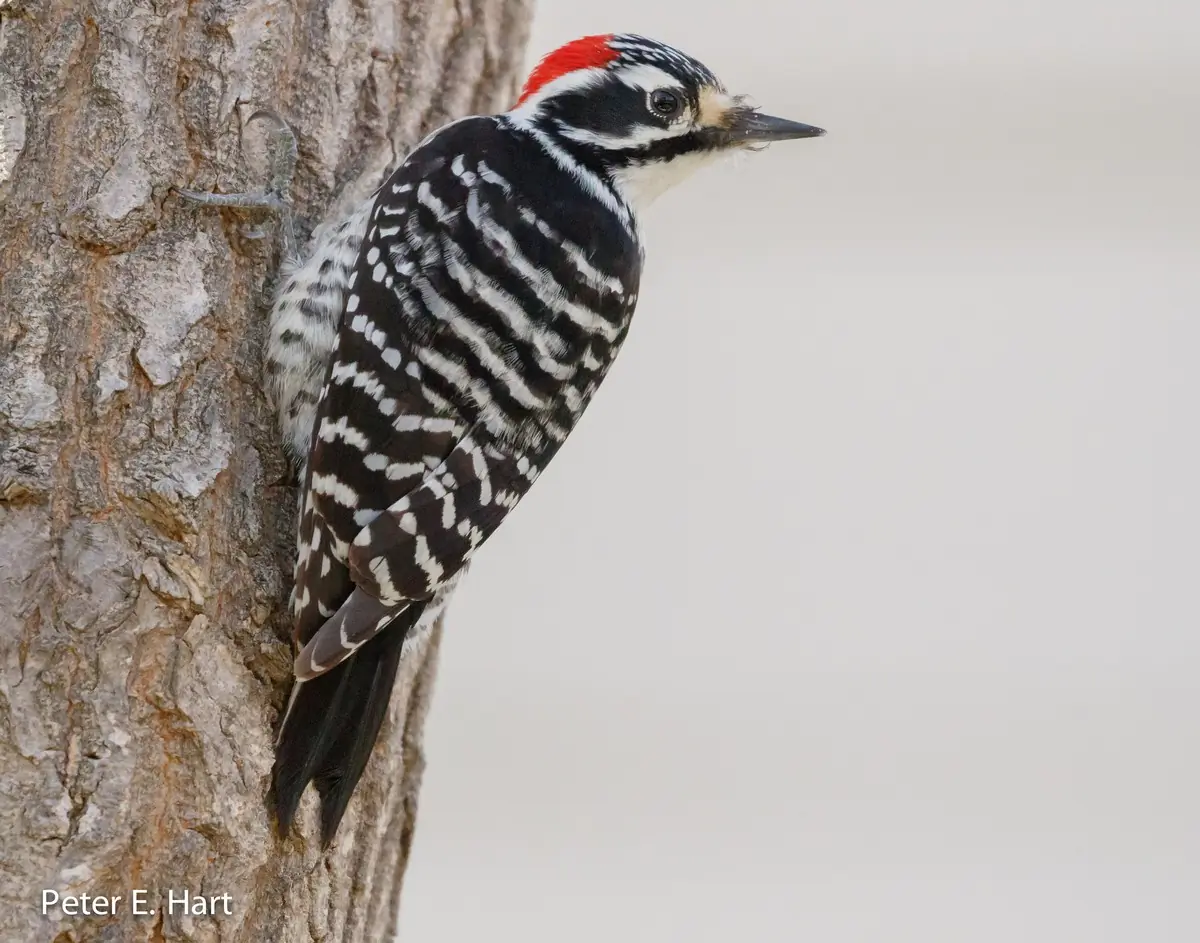 Nuttall's woodpecker