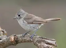 Oak titmouse