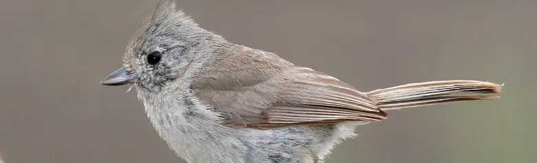 Oak titmouse