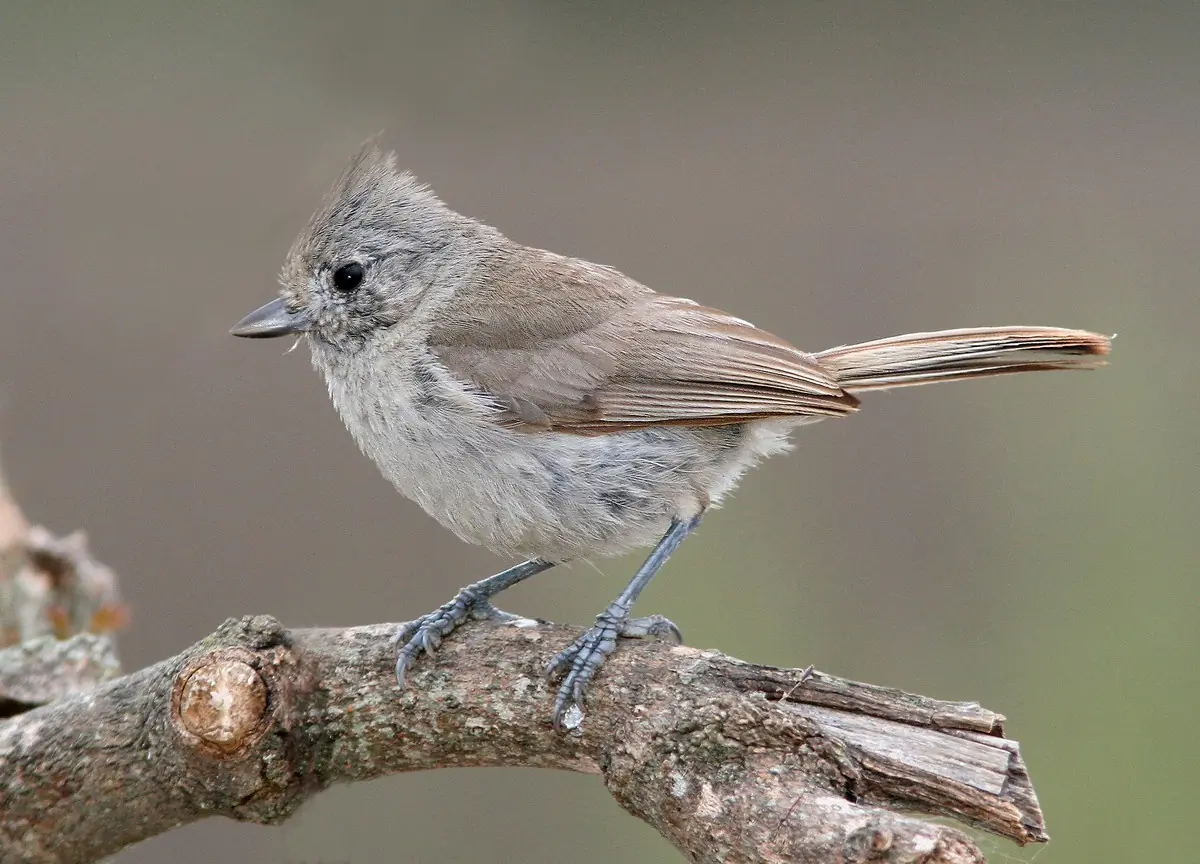Oak titmouse