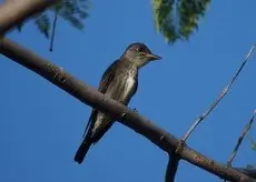 Olive-sided flycatcher
