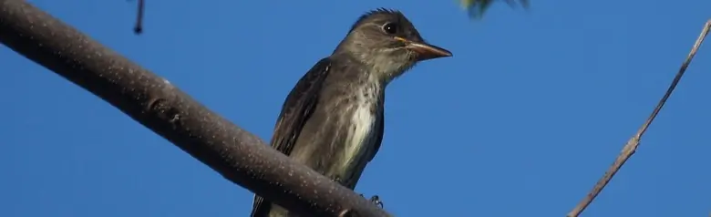 Olive-sided flycatcher
