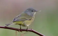 Orange-crowned warbler
