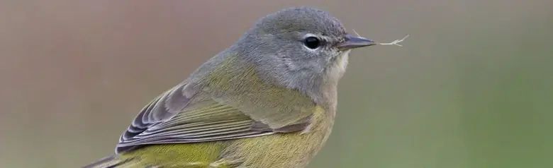Orange-crowned warbler