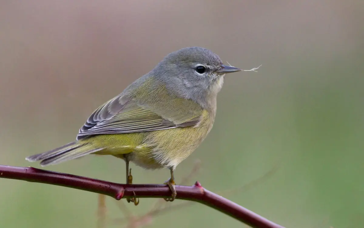 Orange-crowned warbler