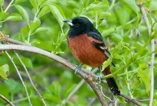 Orchard oriole