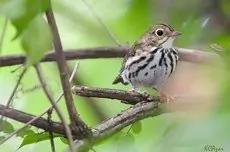 Ovenbird